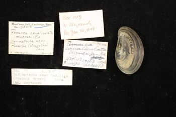 Media type: image; Malacology 158313